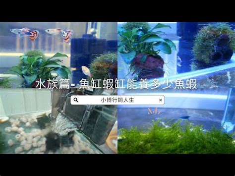 魚缸大小養魚數量|養魚秘訣：數量是關鍵